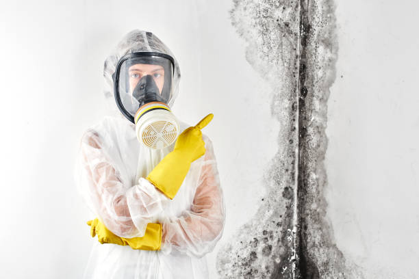 Best Mold Prevention Services in USA